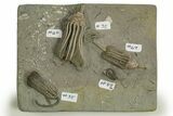 Fossil Crinoid Plate (Two Species) with Starfish - Indiana #310214-2